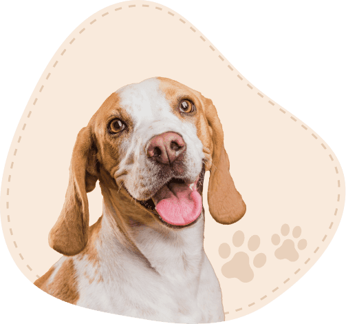 About Zoovana