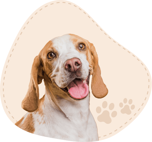 Happy beagle smiling